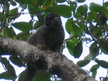 One of them brown lemurs.