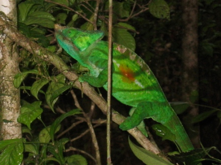 Not doing such a good job blending in, this chameleon must have thought it was in an early-80s Madonna video.