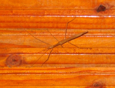 Stick insect on the ceiling.