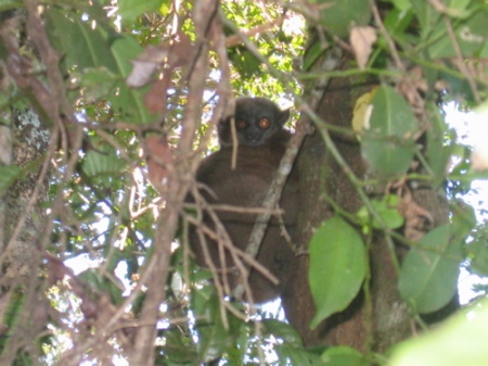 Sportive lemur high up in the trees, looking at us all as if we're retarded.