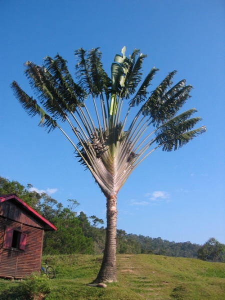Traveler palm.