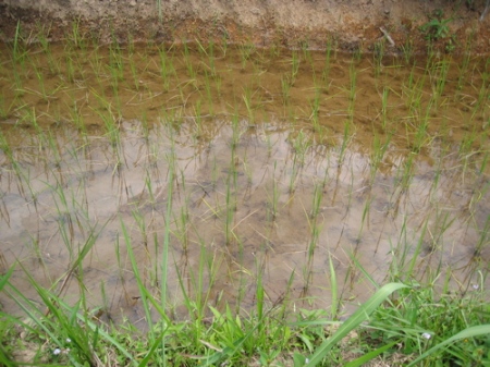 Rice paddy in the making.