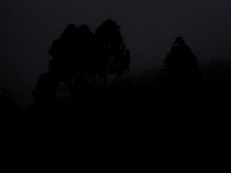 The rain forest in the misty twilight.