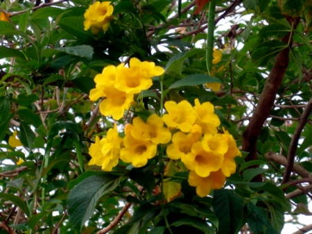Les fleurs d'Ambalavao.